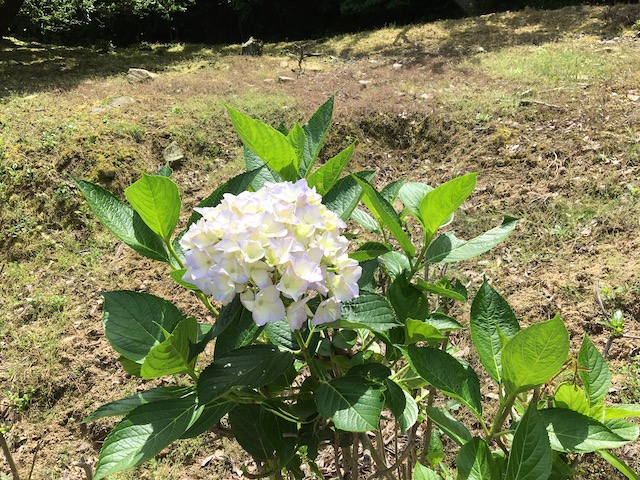 21年 紫陽花 世界の梅公園 たつの市御津町 はるたけ社