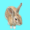 うさぎ